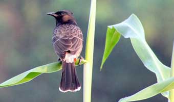 আমার ভ্রমণিয়া দিন