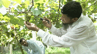 ইউটিউব দেখে আঙুর চাষ, মৌসুমে আয় ৩ লাখ টাকা