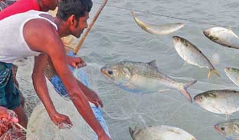 মধ্যরাত থেকে ইলিশ ধরা শুরু